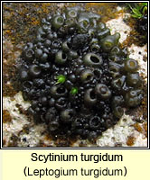 Scytinium turgidum (Leptogium turgidum)