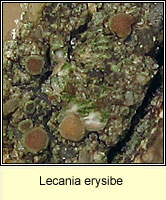 Lecania erysibe