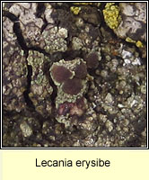 Lecania erysibe