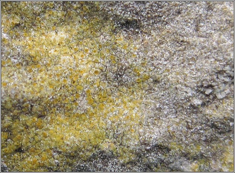 Caloplaca dalmatica