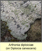 Arthonia diploiciae
