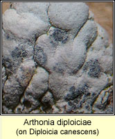 Arthonia diploiciae