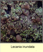 Lecania inundata