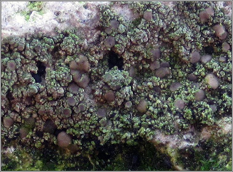 Lecania inundata