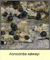 Acrocordia salweyi 