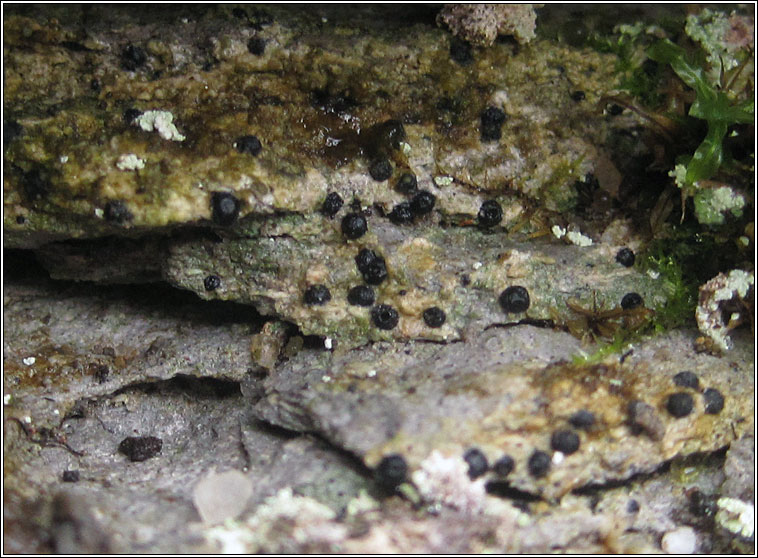 Lichen - Acrocordia salweyi