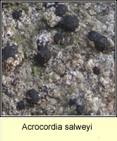 Acrocordia salweyi 