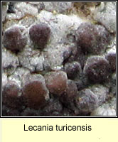 Lecania turicensis