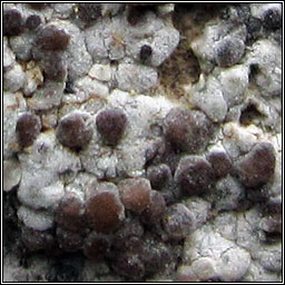 Lecania turicensis