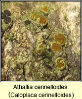 Athallia cerinelloides (Caloplaca cerinelloides)