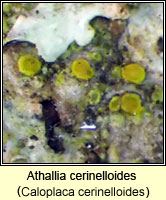 Athallia cerinelloides (Caloplaca cerinelloides)