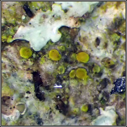 Athallia cerinelloides, Caloplaca cerinelloides