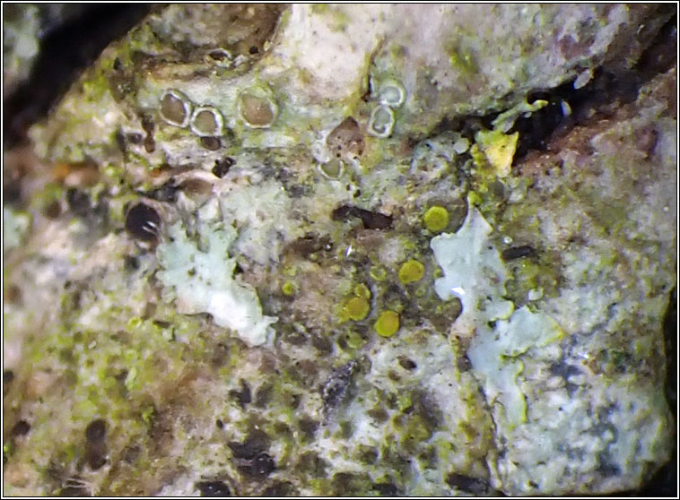 Caloplaca cerinelloides