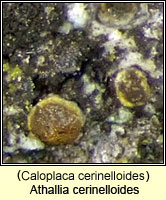 (Caloplaca cerinelloides) Athallia cerinelloides