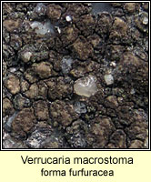 Verrucaria macrostoma forma furfuracea