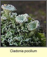 Cladonia pocillum