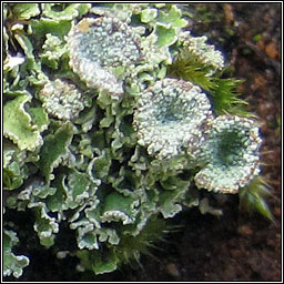 Cladonia pocillum