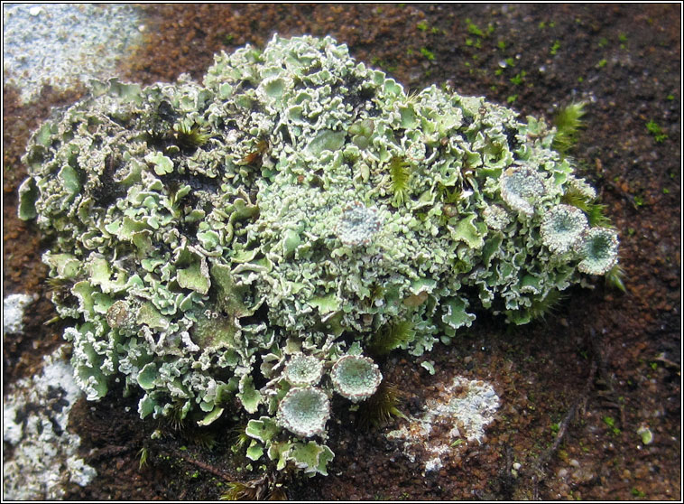 Cladonia pocillum