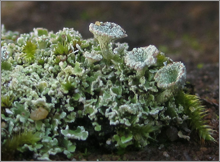 Cladonia pocillum