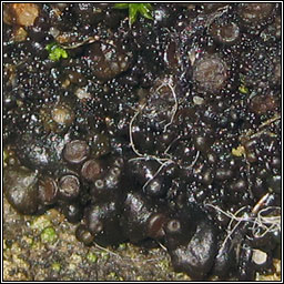 Scytinium plicatile, Leptogium plicatile