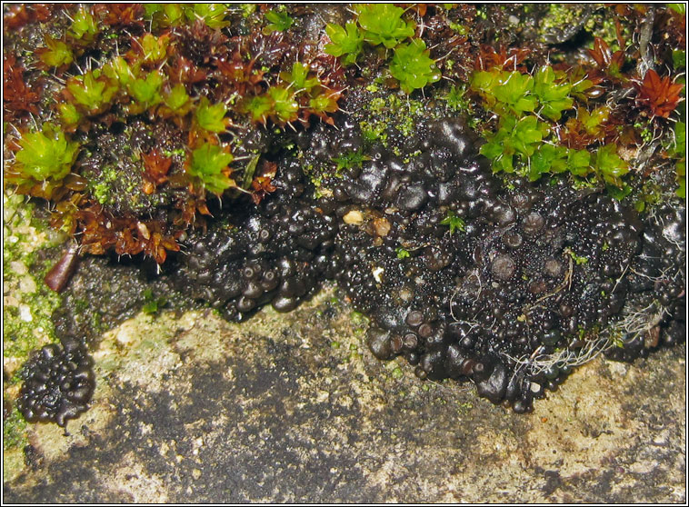 Leptogium plicatile