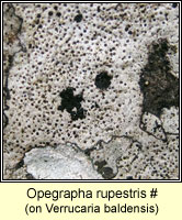 Opegrapha rupestris