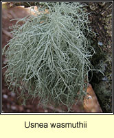 Usnea wasmuthii