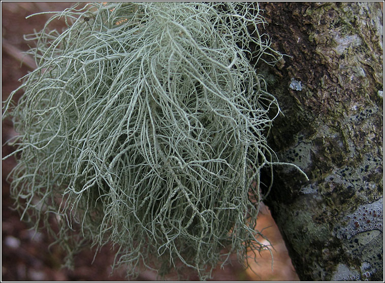 Usnea wasmuthii