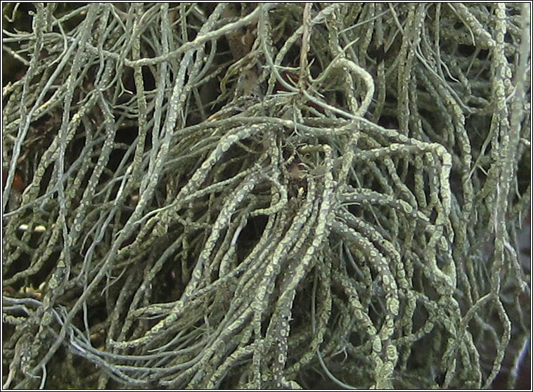 Usnea wasmuthii