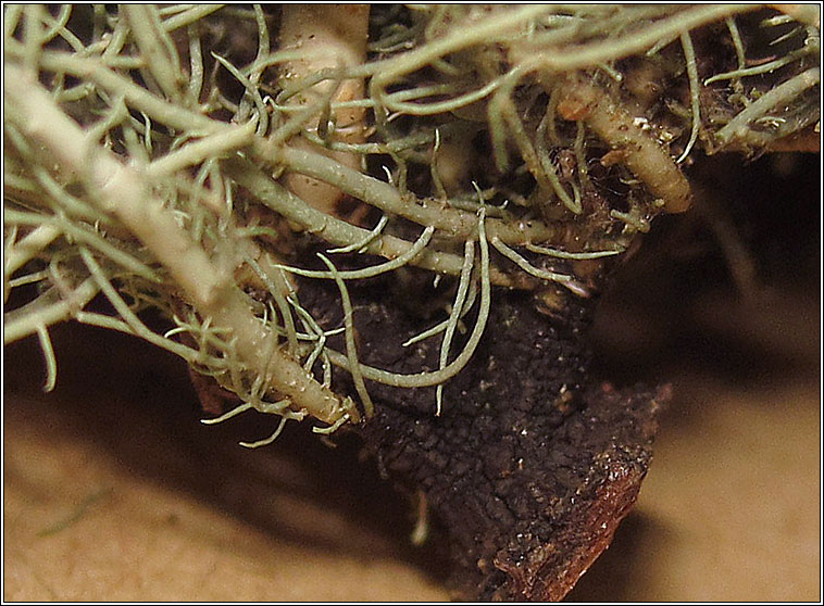 Usnea wasmuthii