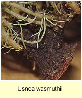 Usnea wasmuthii