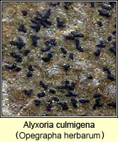 Alyxoria culmigena (Opegrapha herbarum)