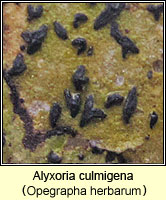 Alyxoria culmigena (Opegrapha herbarum)