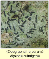 Alyxoria culmigena (Opegrapha herbarum)