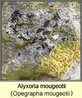 Alyxoria mougeotii (Opegrapha mougeotii)