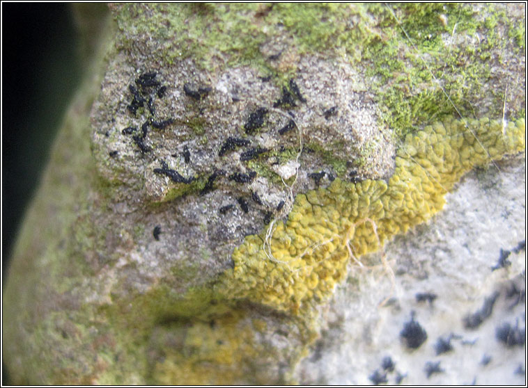 Opegrapha mougeotii