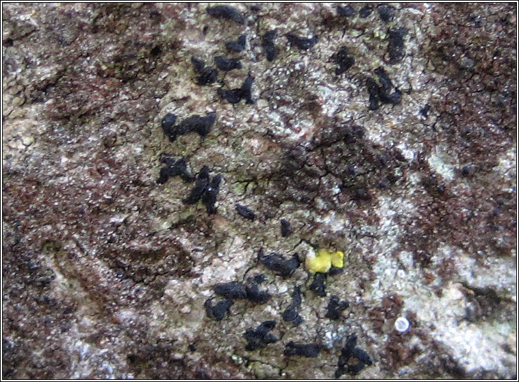 Opegrapha mougeotii