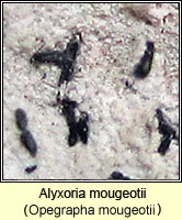 Alyxoria mougeotii (Opegrapha mougeotii)