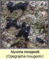 Alyxoria mougeotii (Opegrapha mougeotii)