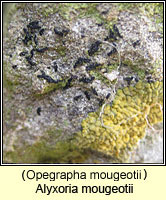 Opegrapha mougeotii