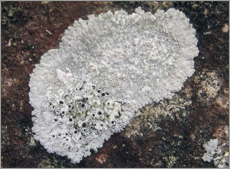 Diplotomma murorum