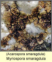 Myriospora smaragdula (Acarospora smaragdula)