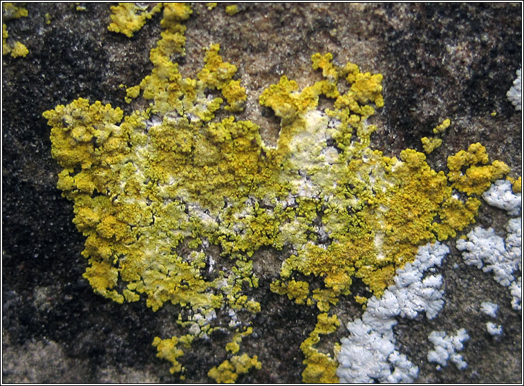 Caloplaca xantholyta