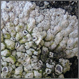 Lecanora pruinosa