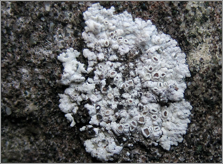 Lecanora pruinosa