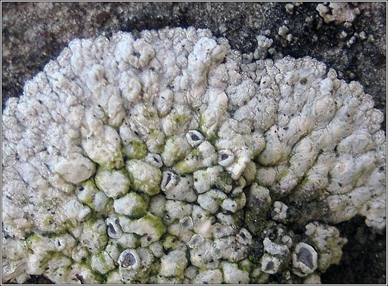 Lecanora pruinosa