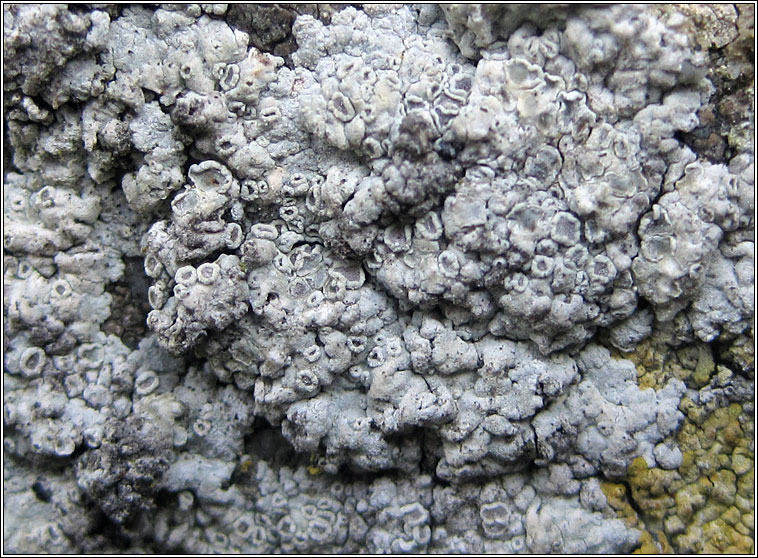 Lecanora pruinosa