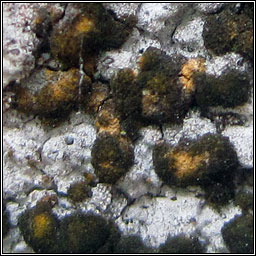 Spiloma auratum