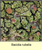 Bacidia rubella