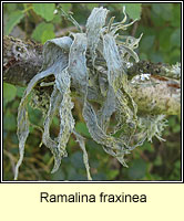 Ramalina fraxinea